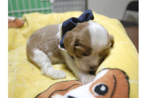 成約済の埼玉県のキャバリアキングチャールズスパニエル-52521の4枚目